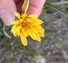 Nothocalais troximoides