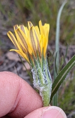 Nothocalais troximoides