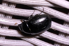 Apogonia cribricollis