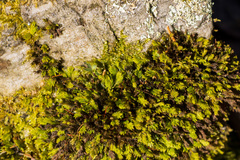 Fissidens osmundioides
