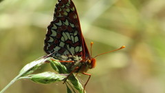 Euphydryas chalcedona