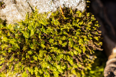 Fissidens osmundioides