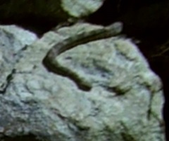 Crotalus