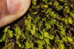Fissidens osmundioides