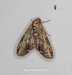Stictopterinae