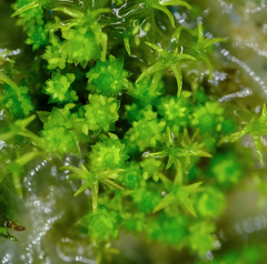 Bryum barnesii