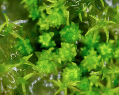 Bryum barnesii