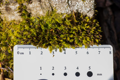 Fissidens osmundioides