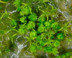 Bryum barnesii