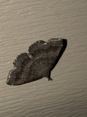 Phalaenostola larentioides