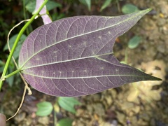 Passiflora chelidonea