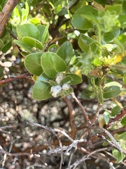 Arctostaphylos viridissima