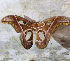 Rothschildia aricia