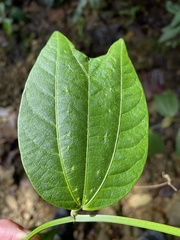 Passiflora chelidonea