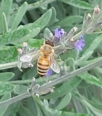 Apis mellifera