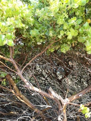 Arctostaphylos viridissima