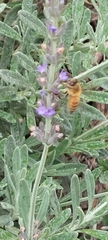Apis mellifera
