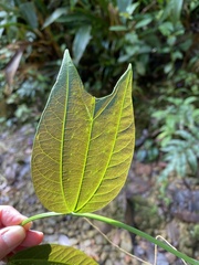 Passiflora chelidonea