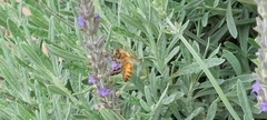 Apis mellifera