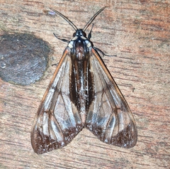 Dysschema marginalis