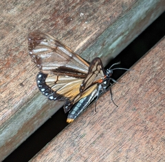 Dysschema marginalis