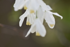 Styracaceae