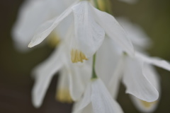 Styracaceae