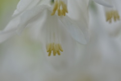 Styracaceae