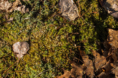 Polytrichum pallidisetum