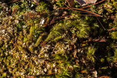 Polytrichum pallidisetum