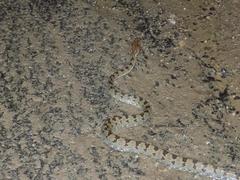 Protobothrops himalayanus