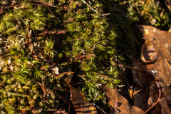 Polytrichum pallidisetum