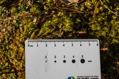 Polytrichum pallidisetum