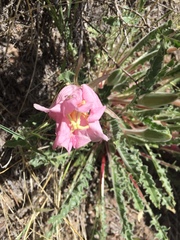 Oenothera cespitosa