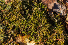 Polytrichum pallidisetum