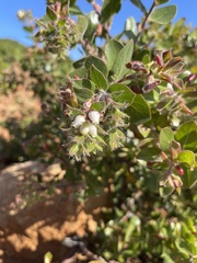 Arctostaphylos viridissima