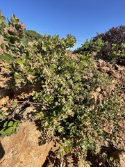 Arctostaphylos viridissima