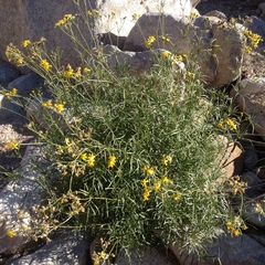 Coreocarpus arizonicus