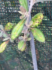 Chrysomphalus pinnulifer