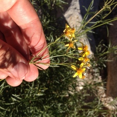 Coreocarpus arizonicus