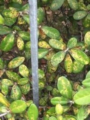 Chrysomphalus pinnulifer