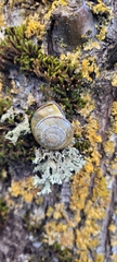 Cepaea nemoralis