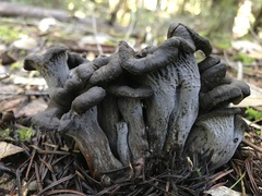 Craterellus atrocinereus