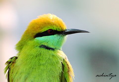 Merops orientalis