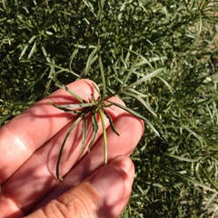 Coreocarpus arizonicus