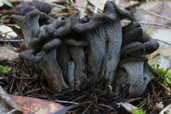 Craterellus atrocinereus