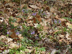 Phlox divaricata divaricata