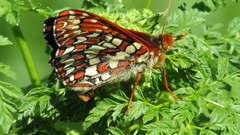 Euphydryas chalcedona