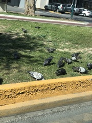 Columba livia domestica