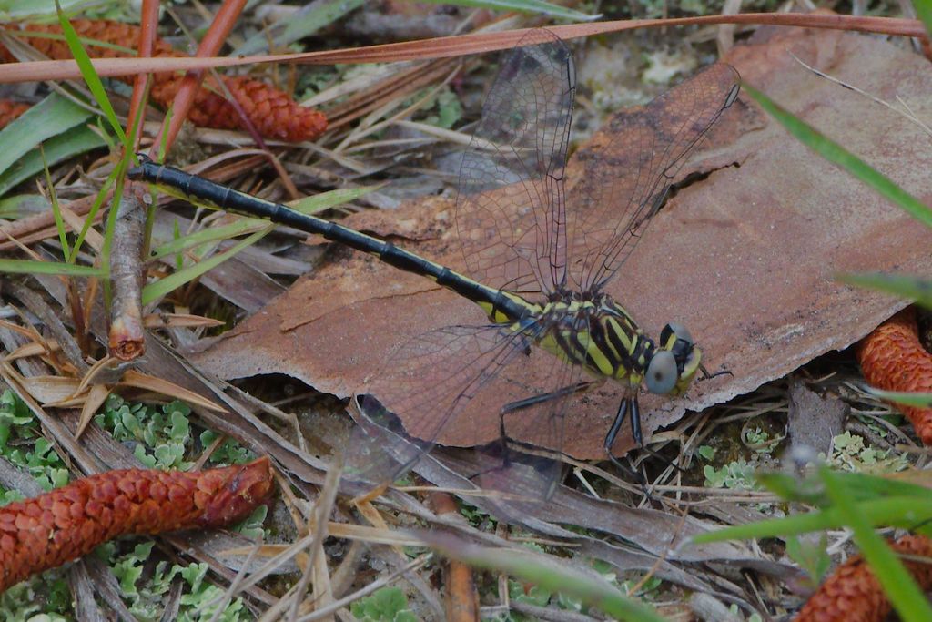 Hodges' Clubtail